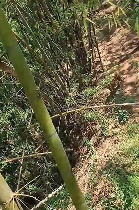 吓到屁滚尿流！出门衰遇猛虎拦路 女机警爬竹保小命