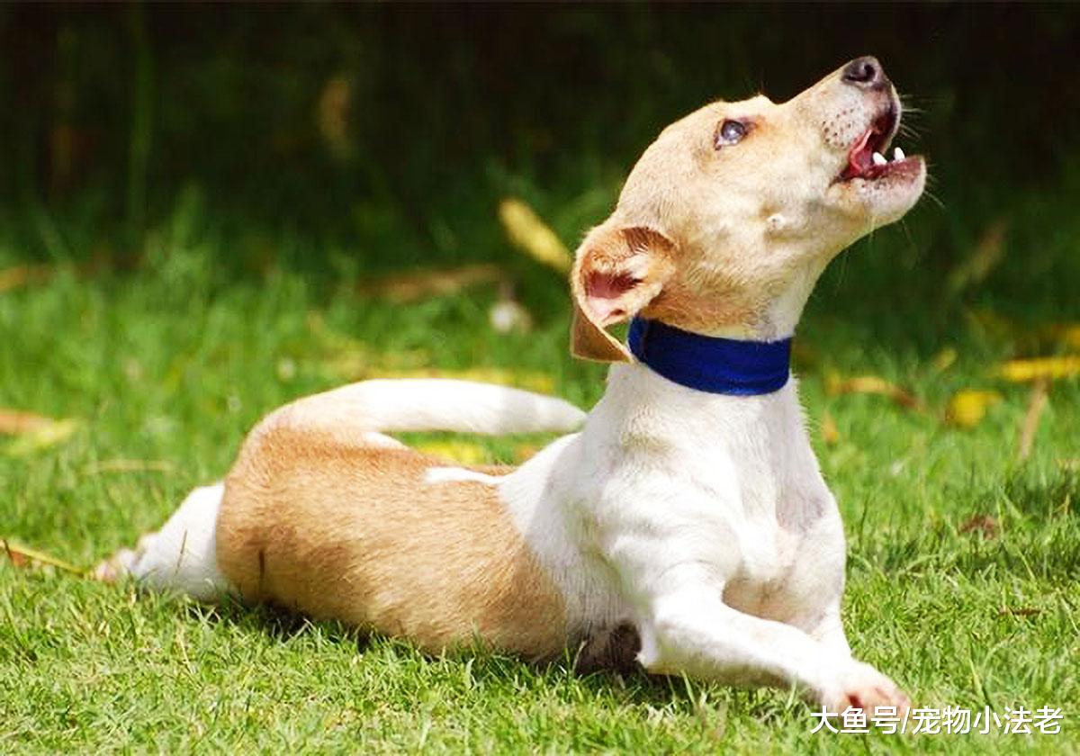 都说“咬人的狗不会叫，乱叫的狗不咬人”？不要再被蒙在鼓里了！