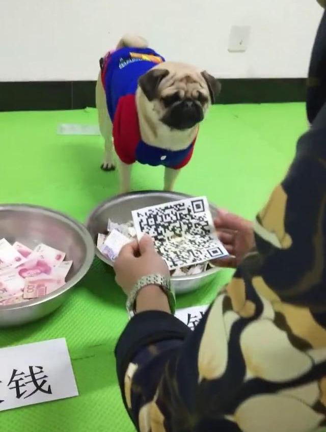 小财奴巴哥犬思路超清晰，竟然会认钱，还扬言“不给钱别想跑”！