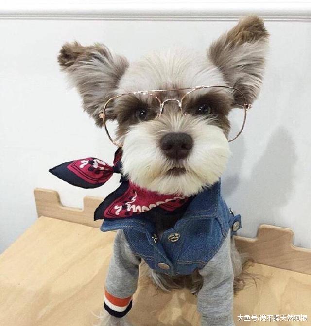 不要再说讨厌雪纳瑞了，你根本不知道人家有多优秀