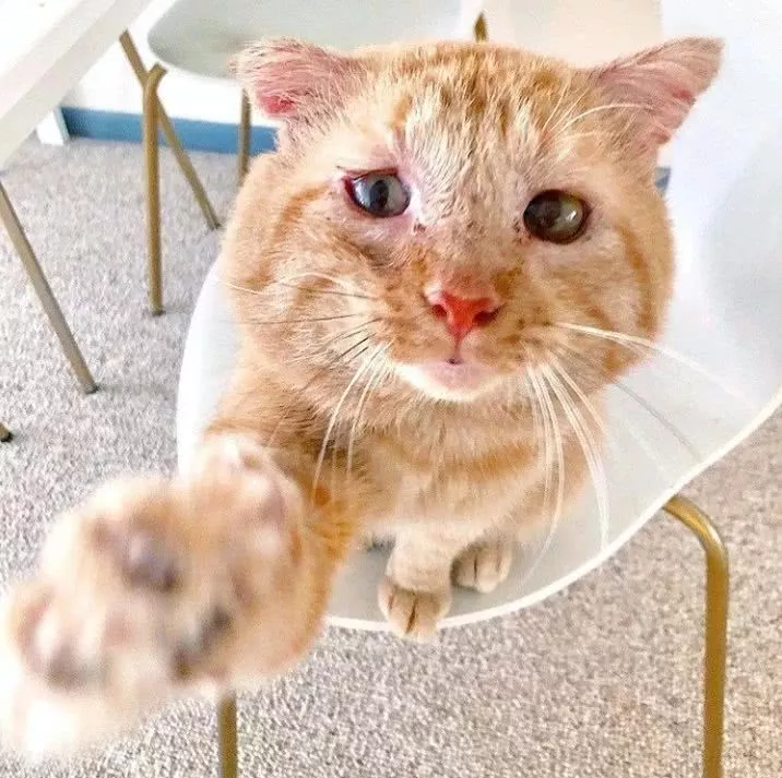 房东不让养猫，租客把打算领养的猫照片发给他，他立马改规定！