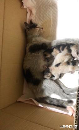 猫妈妈听到小猫叫，即使脊椎断裂不能动，还拼命想爬起来喂奶
