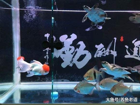 運用合理的升溫方法，也是治療觀賞魚病的有效保證！