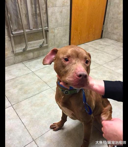 狗被主人关在地下室长达5年, 它从没见过外面世界, 甚至一丝阳光