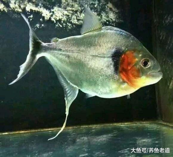 观赏鱼中这些暴徒的战斗力，到底谁最强悍呢？