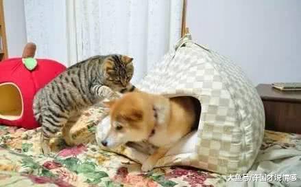猫咪看不惯柴犬的窝比它的大，于是敲了敲狗窝：汪汪你出来一下