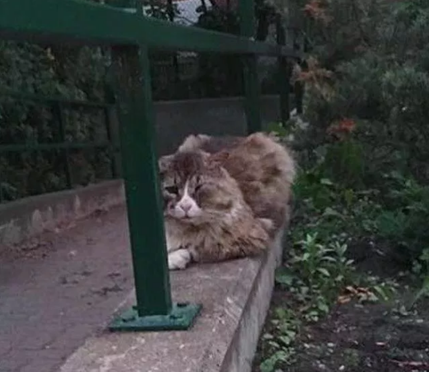 饥肠辘辘的流浪猫向女子讨食吃，女子见它虚弱不堪，索性带回了家