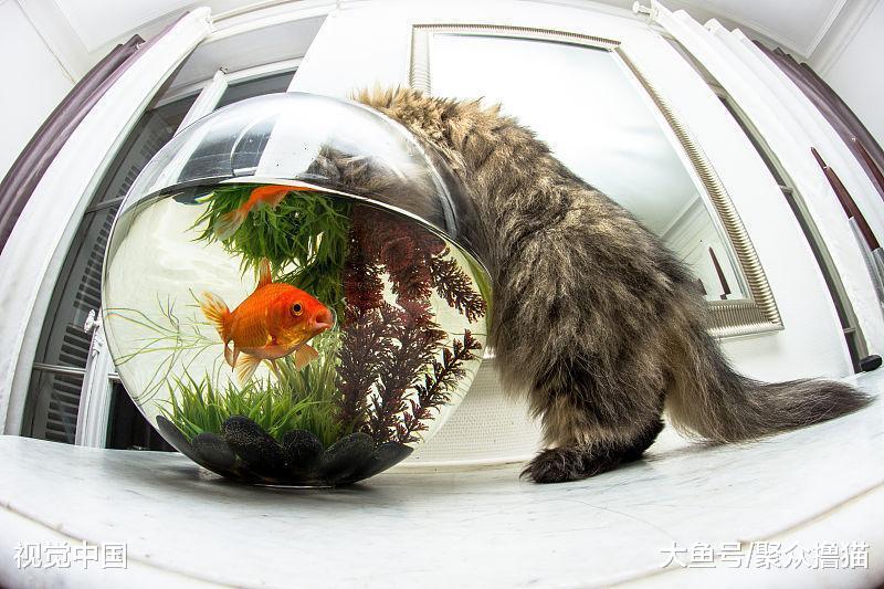 貓咪在家犯了錯怎么辦？不要忍讓不要打，這樣處理才正確