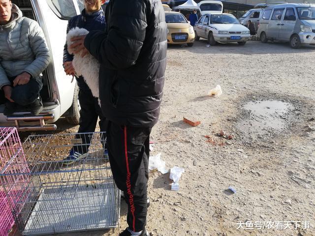 萨摩耶看不上, 反倒买了比熊? 买主表示“更喜欢小型犬! ”