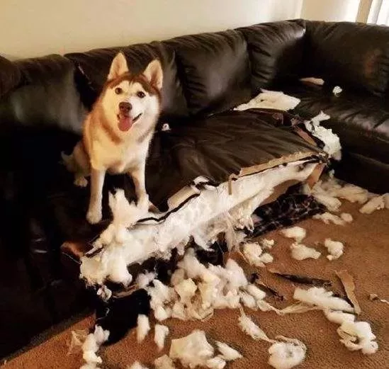 哈士奇：我有100种方式拆家，也有100种方式让你笑