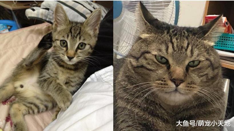 萌虎斑6年肿8公斤变厌世肥脸大叔下巴失踪，猫奴坚定：它是毛澎