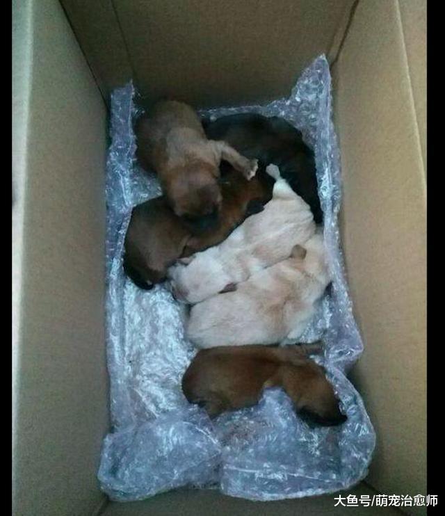 刚出生几天的小狗，被人装进塑料袋扔垃圾桶，好人路过救了它们！