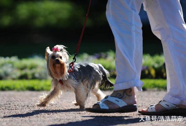 獸醫提示：養狗不要染上下面4個壞習慣，對狗狗的身體很不好！