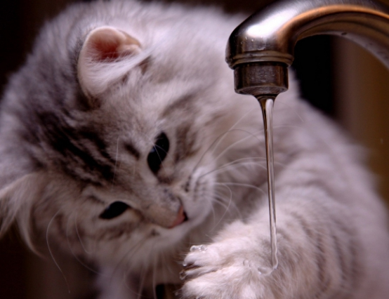 若猫咪做出这些行为，说明它很讨厌你，主人要注意了