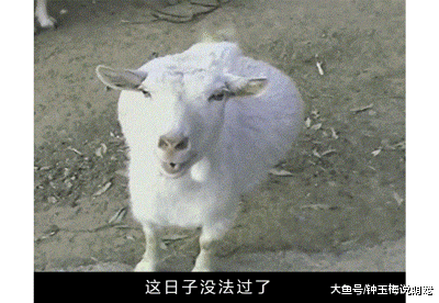 山羊这种生物，当真是牛bility！