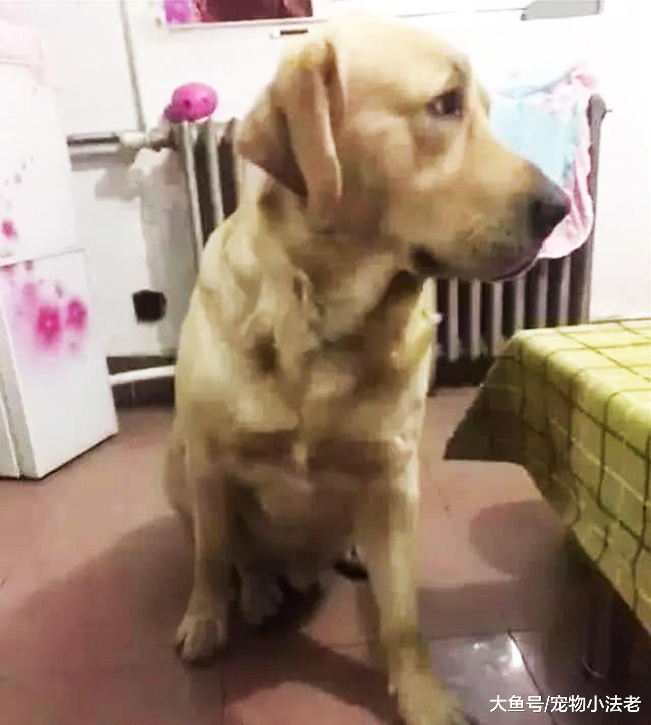 金毛突然发狂，疯咬1岁宝宝，爸爸不仅不生气，还非常感谢狗狗！