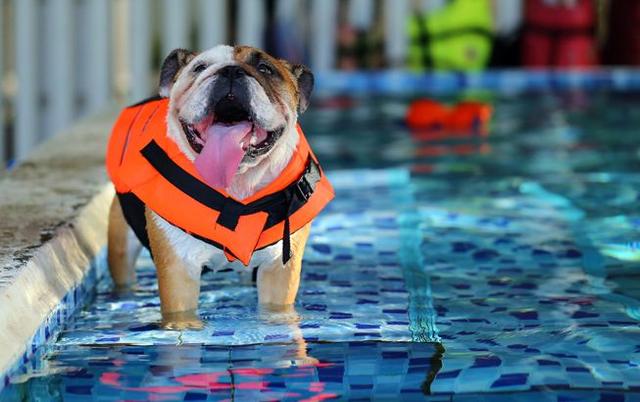 你家狗狗不像其他狗一样喜欢水？这不是狗的问题，是主人没训练好