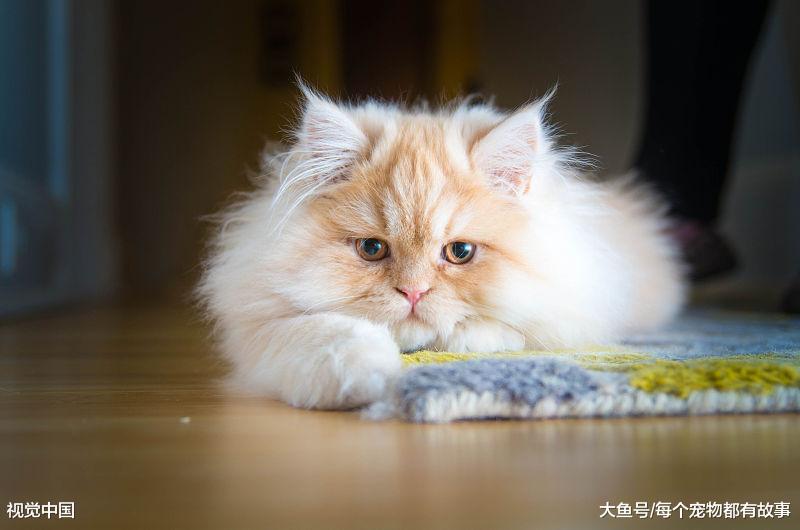 大家知道猫咪平时喵喵叫是什么意思吗？这五种可能性你觉得哪个最靠谱