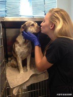 狗狗四肢和嘴巴被绑紧丢路边等死，被发现的时候露出最甜蜜的笑容