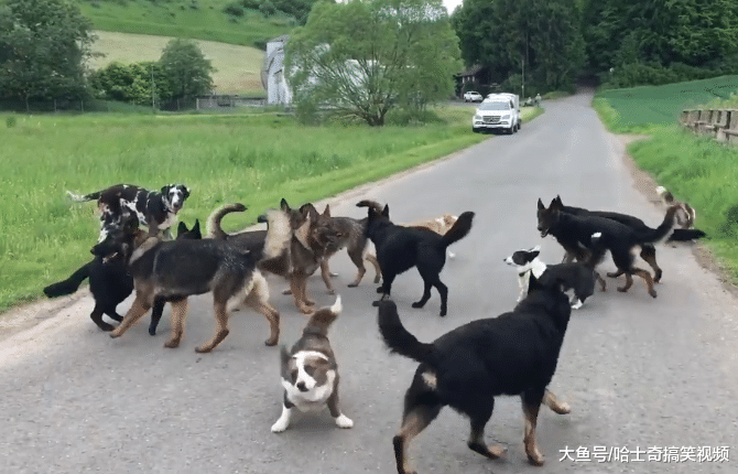 网友养了25只狗狗，小路都被它们堵了，其中24只过去是流浪狗