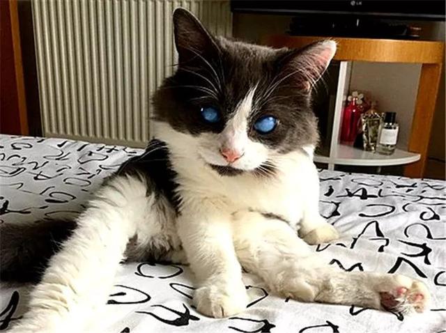猫咪出生后被抛弃，只因先天眼疾，却因此遇到善良主人