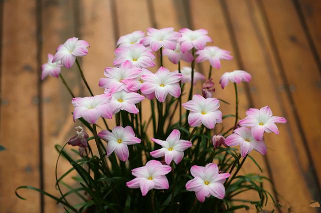 此花，花朵粉嫩丰腴、娇憨可爱，漂亮又好养，几乎是丢土里就能活