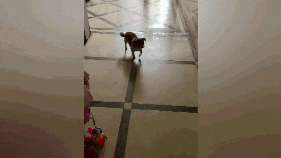 田园犬每天下楼遛自己, 还会自己坐电梯回家, 居民: 这只狗是楼宠