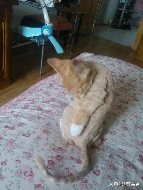 趁猫咪熟睡，剃毛开始了，待它醒来一脸无辜：铲屎的能干点正事吗