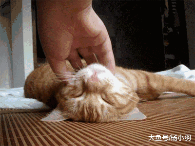小男子汉撸猫被挠反而越挫越勇，“顾头不顾尾”的防范措施令人笑哭