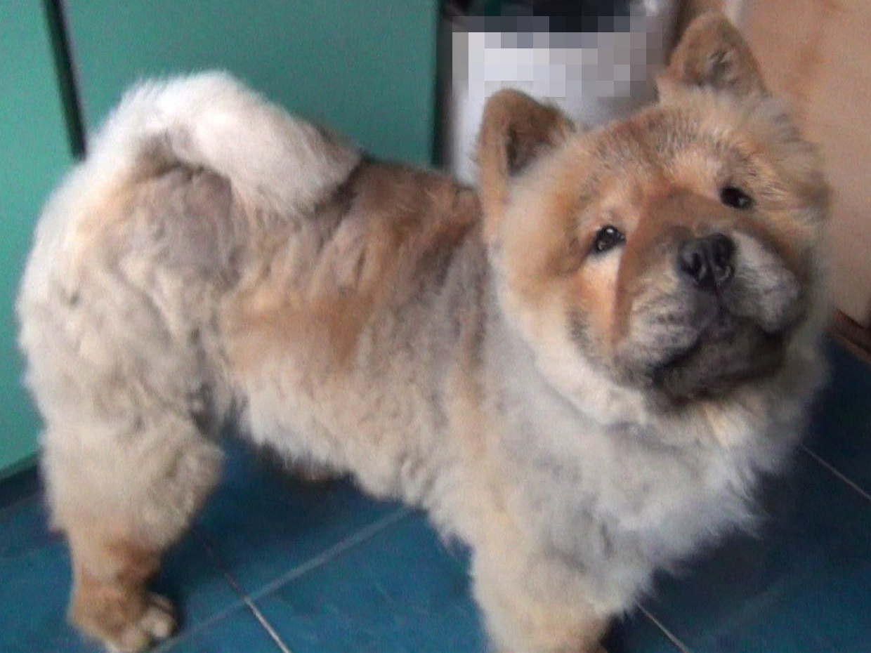 在厨房做鬼脸的小松狮