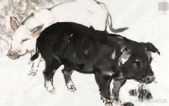 最适合做夫妻的四对生肖，命中注定，谁都拆不散！