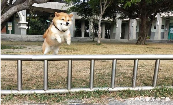 飞天柴咬着球意外变小猪, 妈妈哭笑不得: 体重与高度成反比