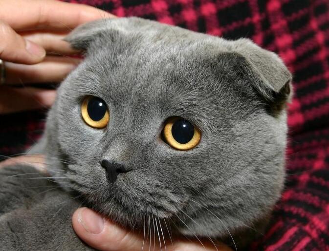 关于苏格兰折耳猫你了解多少？它背后的故事让人心酸
