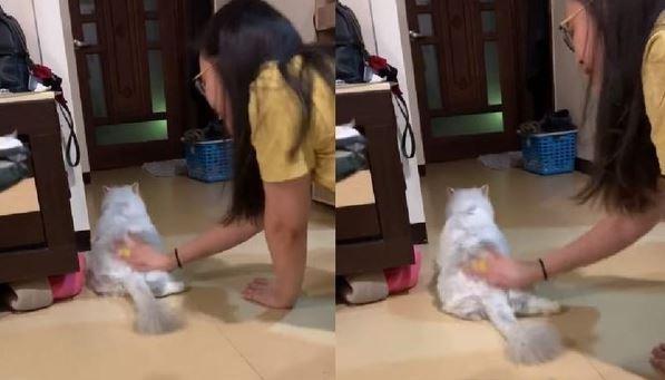 猫咪被主人摸屁屁骚扰，敢怒不敢言，卑微逃走还被主人狂揩油