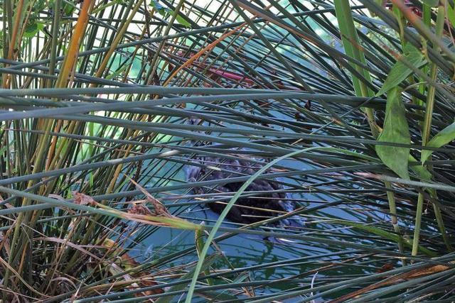 疑感染肉毒桿菌，四十只鴨子癱瘓溺死，專家認為這和游客喂食有關