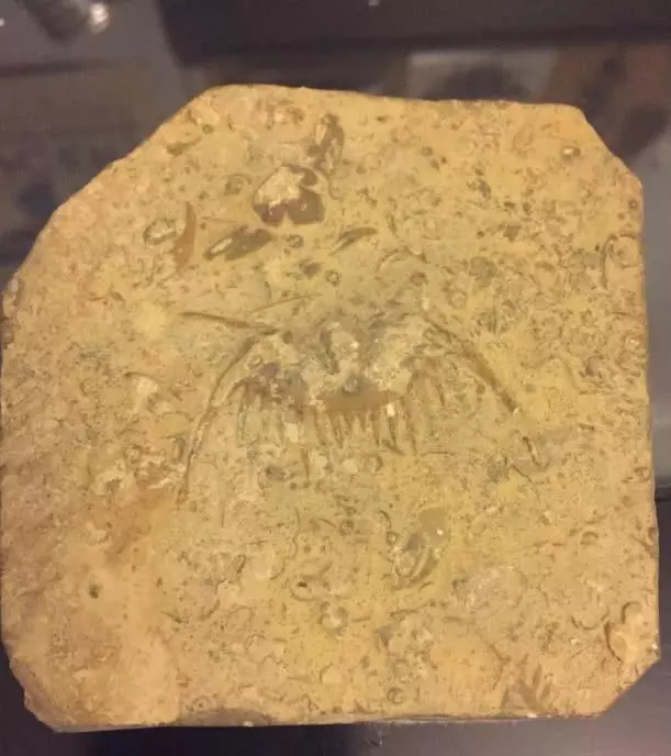 这些“神奇”的发现, 有点让人摸不着头脑, 不知道是什么