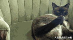 猫有尾巴吗？我们能看到，但是猫咪并不这样认为哦，不信点进来看一下。