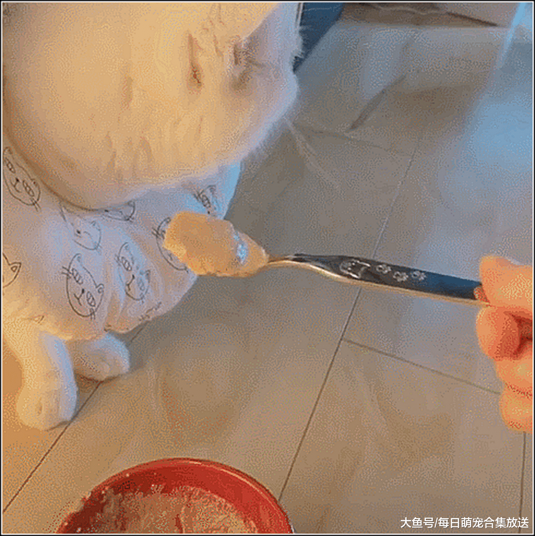 女子出差，让男友来家里照顾爱猫，一周后回来，推门一看想嫁人了