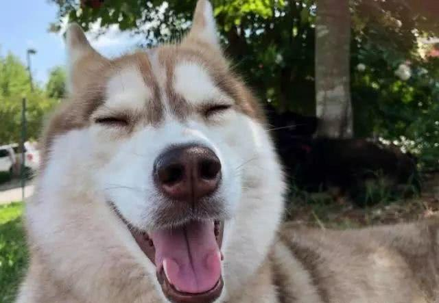 二哈叼回一只小猫，主人以为它又犯二了，可它却拯救了7个小生命