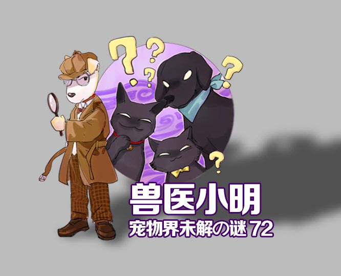 辟谣！狗狗也会来例假？一年两次发情期，特殊时期需要细心护理