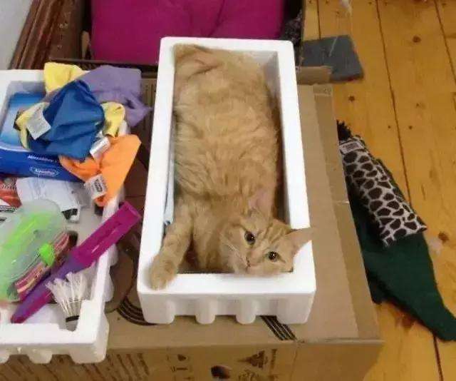 打破猫咪液体传言，这只猫咪方的像豆腐块一样，超规整