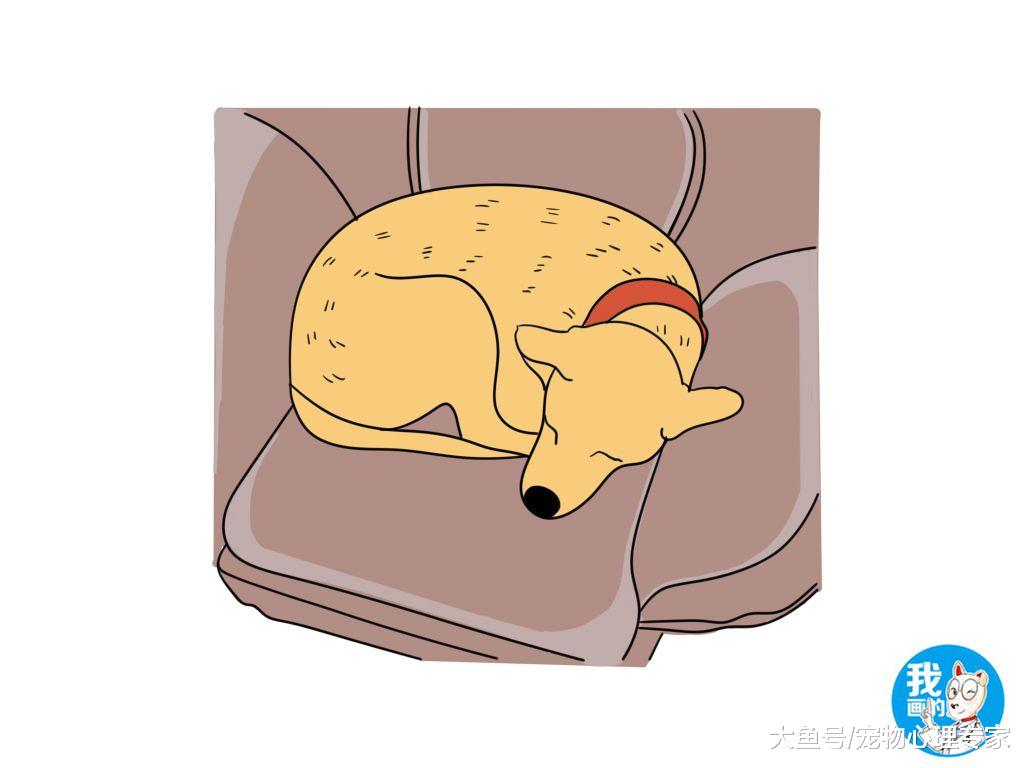 辟谣：狗狗毛发打结去宠物店一剃了之？你倒是省事了考虑过狗吗？