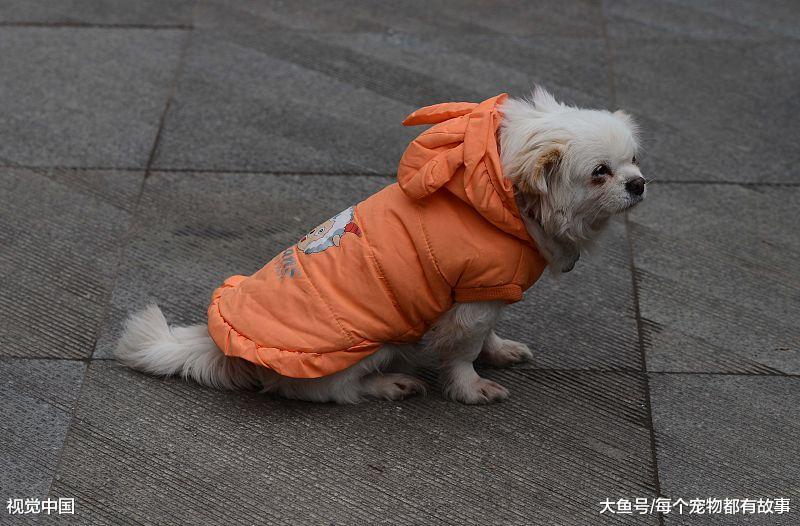 宠物狗眼睛下的泪痕影响美观，这跟吃什么有关系，还可能是病了