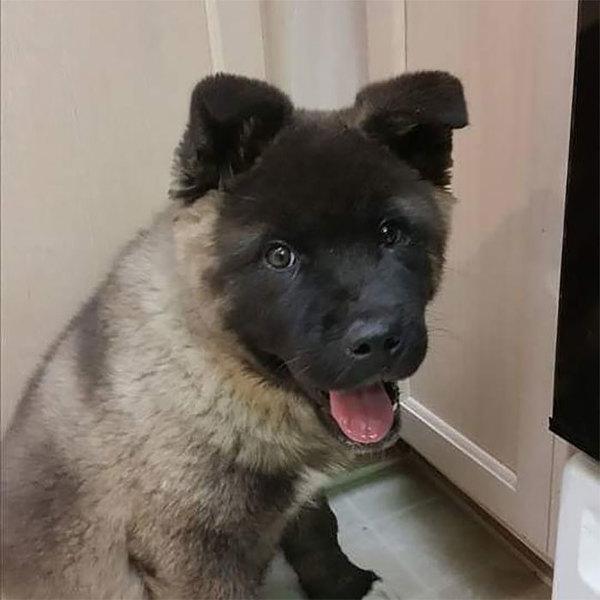 秋田犬患罕见疾病，脸上毛色变白，延误了五个月治疗导致狗狗去世