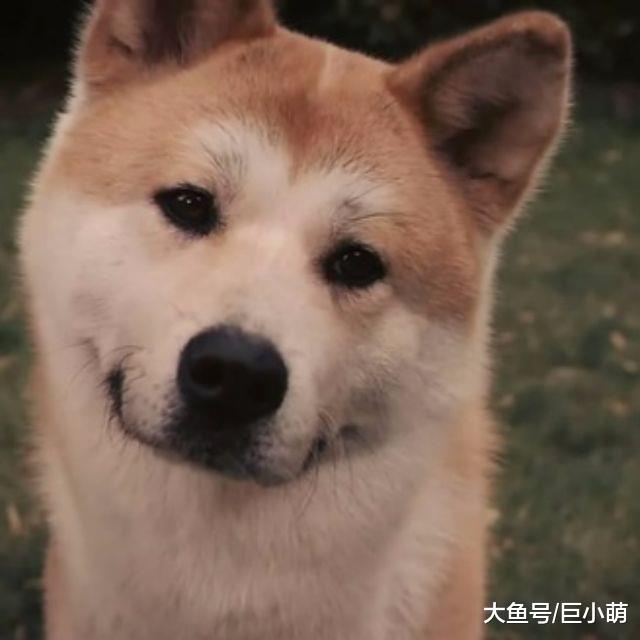 狗狗对你歪头杀，可不只为了卖萌耍宝，原因其实是这五点