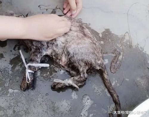 邻居在院子里洗东西，像是一只硕大老鼠，走近一看直言误会了