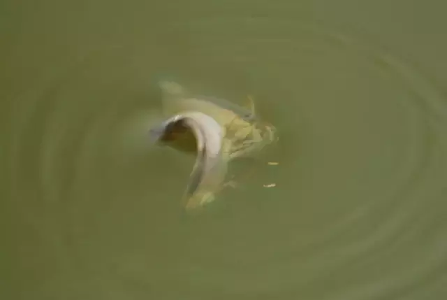 土豪家別墅后的龍魚池，滿滿都是紅龍的背影，這就是魚友的天堂啊