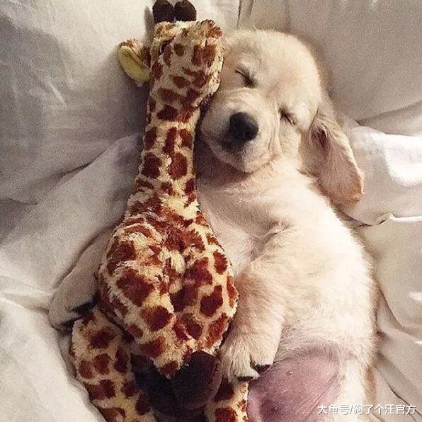 原来小狗狗扎辫子的时候是这样的