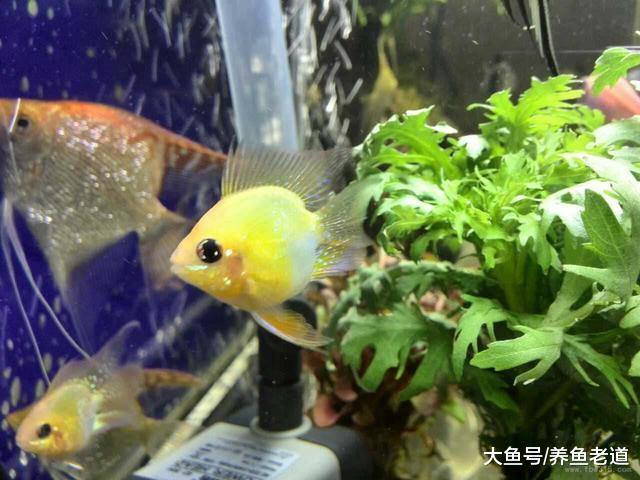 比七彩和燕魚還要難養的一種小觀賞魚，魚友們敢挑戰嗎？