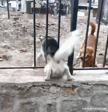 逼疯家长的狗狗来了，哪儿都能卡住！网友：你咋不上天？